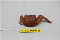 藏品(方形大額蟹)的圖片